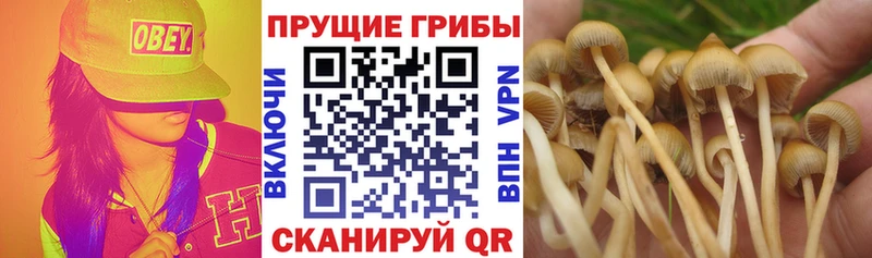Псилоцибиновые грибы Psilocybine cubensis  купить наркоту  Зубцов 